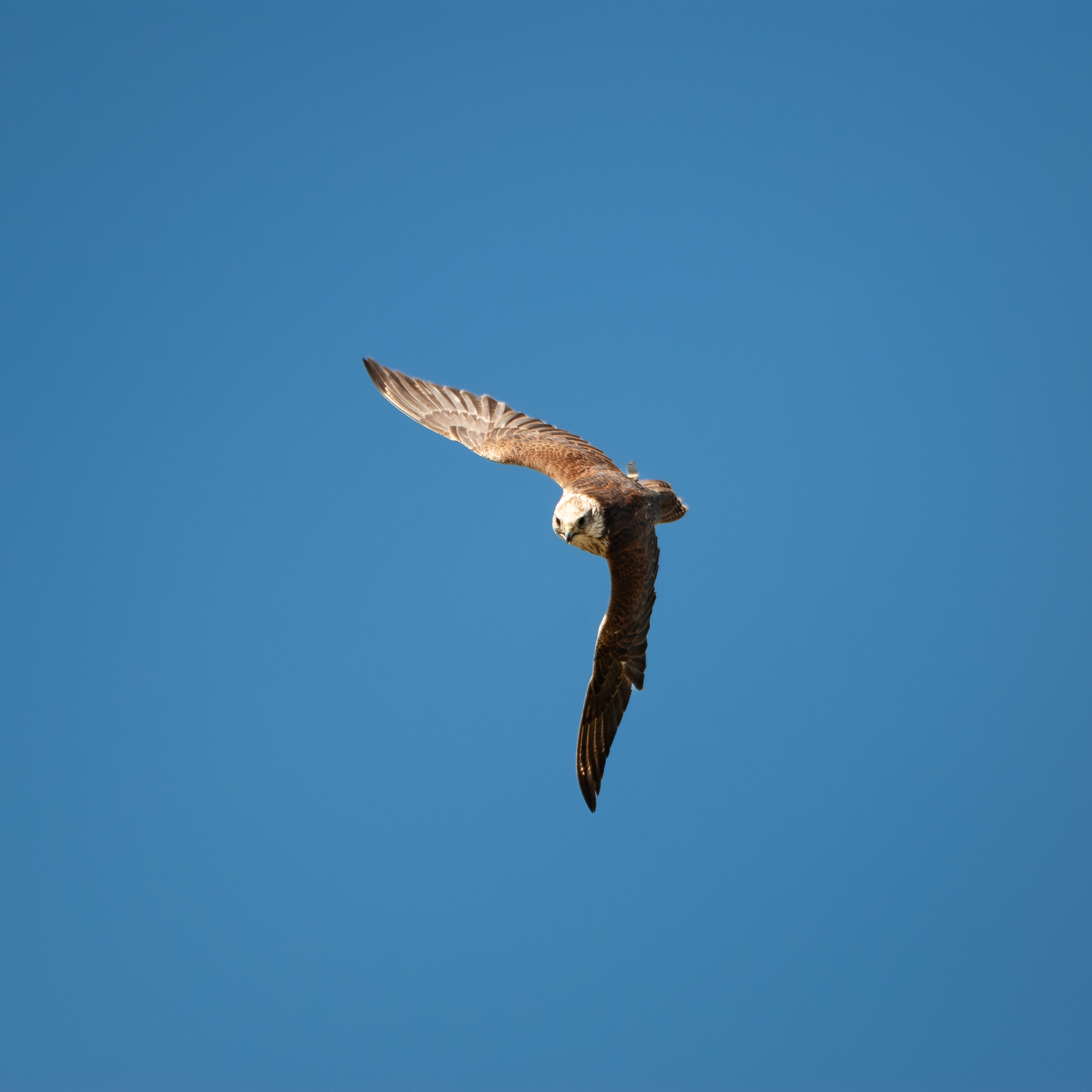 Greifvogelschau Riedenburg 2252